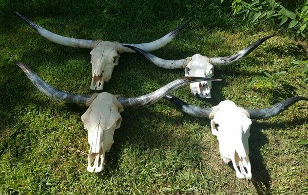 Steer Skull horns