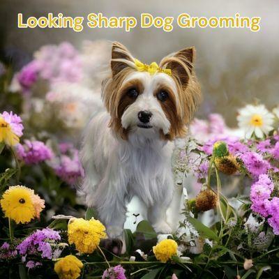 Looking Sharp Dog Grooming