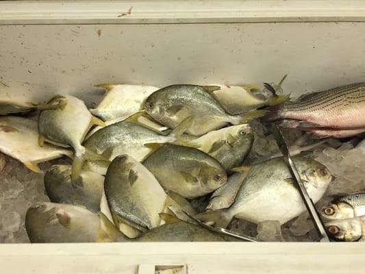 Pompano, fresh!! Pick any fish you want!!