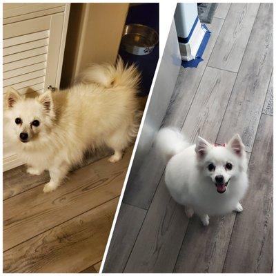 This is the before and after of my miniature American Eskimo, Abby