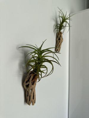 Air plants with wall cholla wood wall decor