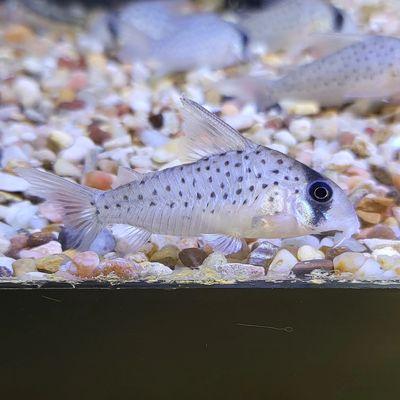 Polka Dot Corydoras