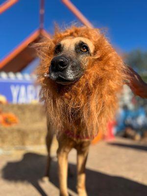 Howl-o-ween