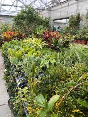 Indoor plants inside our greenhouse.