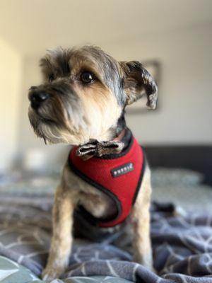 Groomed puppy