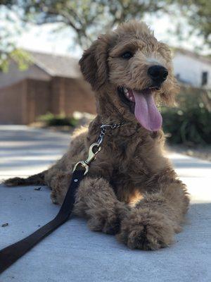 Cooper Haisupa - Goldendoodle Puppy