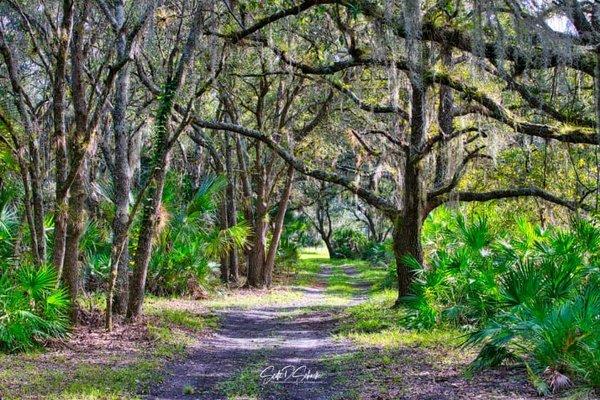 Beautiful oak hammock. 1 mile walk around the course.