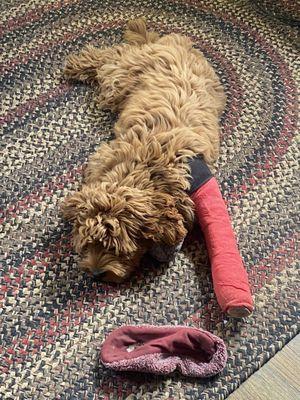 Our doodle with a cast on her leg.