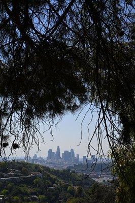 great view of dtla skylines