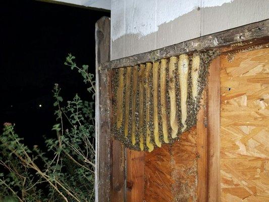 Hive in wall of shed