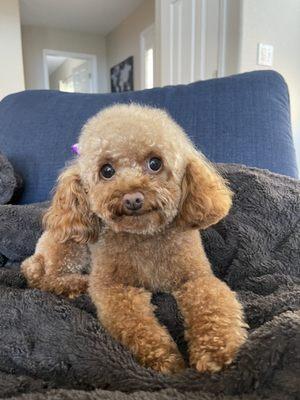 Toy Poodle