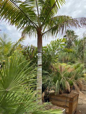 Teddy Bear Palm Tree