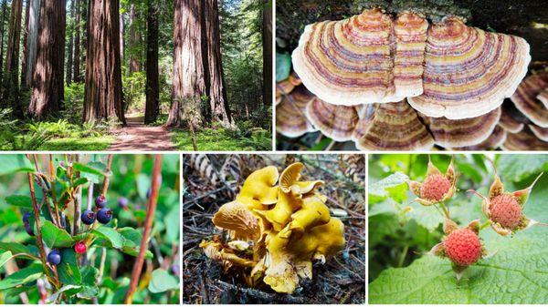 Foraging Made Fun in the Redwoods Hike at www.Bigfootaa.com