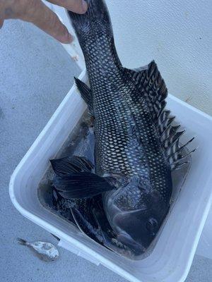 Monster Sea Bass