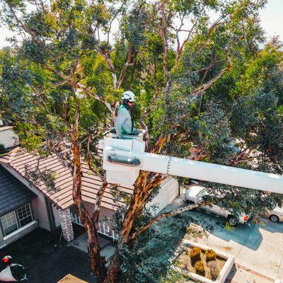 Eucalyptus tree trimming.