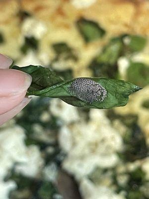 BUG EGGS ON SPINACH PIZZA