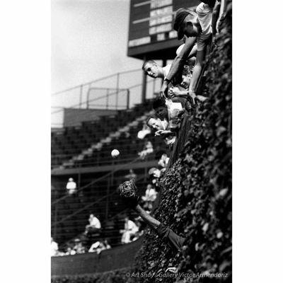 Wrigley Field Vines, Photograph by Art Shay