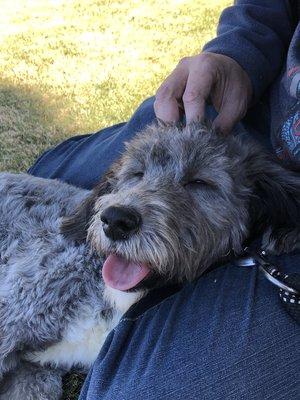 A grateful dog after a Pet Reiki energy healing session. Pets give me the most interesting messages, find out their thoughts and interests.