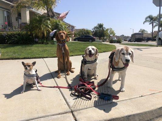 Our Vizsla on her group walks