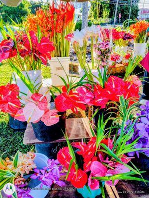 Beautifully cut fresh flowers. This vendor also sells fresh vegetables.  Bought: Anthiriums.