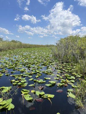 Everglades