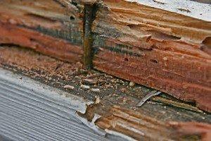 Signs of termites include finding pitted wood and small piles of sawdust! Call Hydrex Termite & Pest Control for an inspection today!