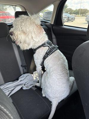 A Golden Doodle with a botched hair cut !!!