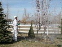 Tree & shrubs spraying. Treatment of diseased trees