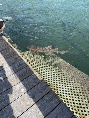 Nurse shark