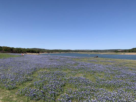 Bluebonnet season