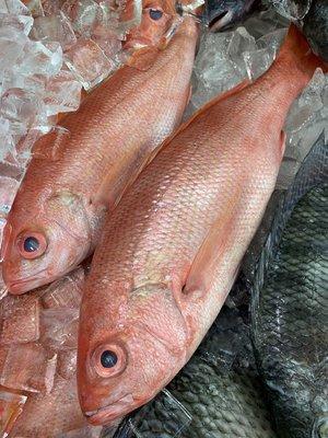 Fresh Red Snapper