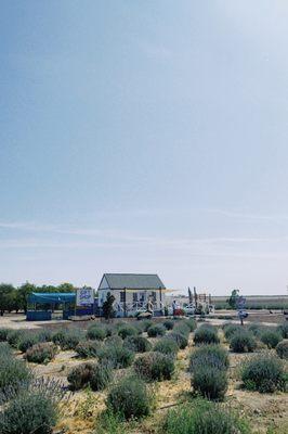 Gift shop & lavender bushes