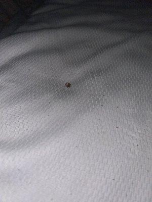 Spider that was crawling in my bed