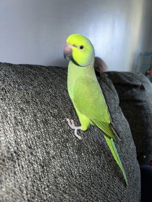 African Ringneck with Ring (going through puberty)