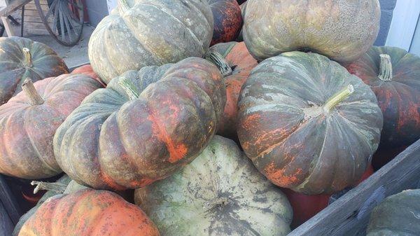 gourds or pumpkins, not sure