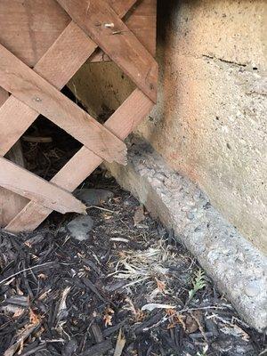 Raccoons under crawlspace