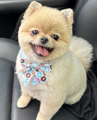 Gigi happy after her haircut!