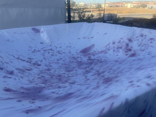 Harvest season. Love seeing the wine making process (and tasting the results)