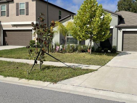 Green grass and no weeds on my neighbors lawn; yellowing and my very weedy yard to the right. It's the same way on the right side.