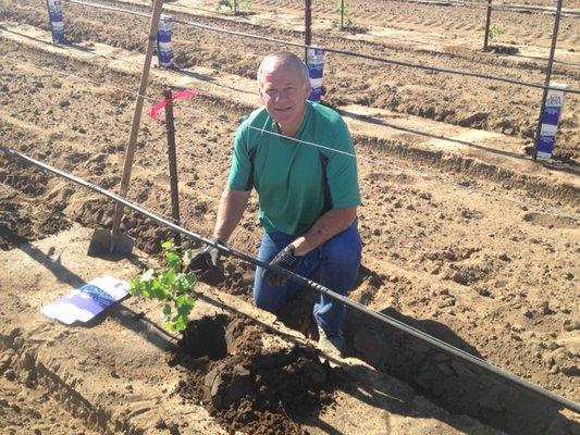 Tom McKenzie helping plant in the new Cabernet Sauvignon Vineyard.