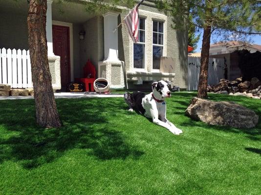 Serving artificial grass to the San Francisco Bay Area. Visit us on the web at http://www.globalsynturf.com.