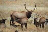 Elk Rut