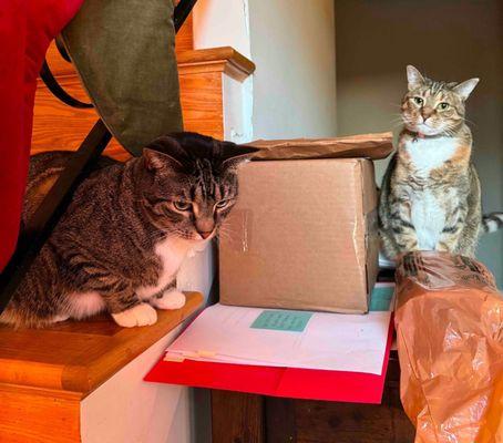 Our cats and our mail, that Claudya graciously brought in and organized for us.