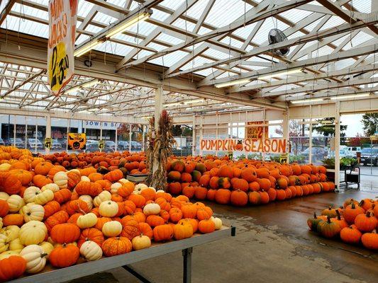 Love colors of pumpkins.