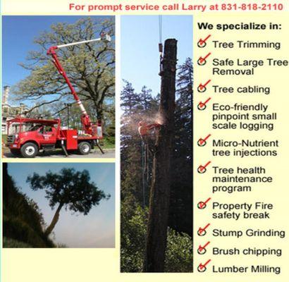 Santa Cruz Tree Service