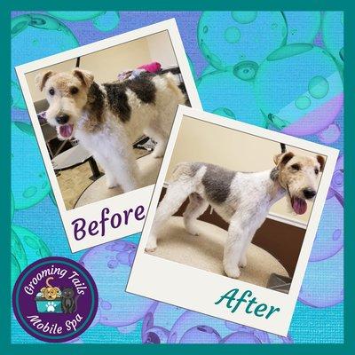 Wire-haired Fox Terrier -  Full Service Groom plus De-Shed Package,
 
 Grooming Tails Mobile Spa
 Book Your Appointment!!!
 1-928-456-7387