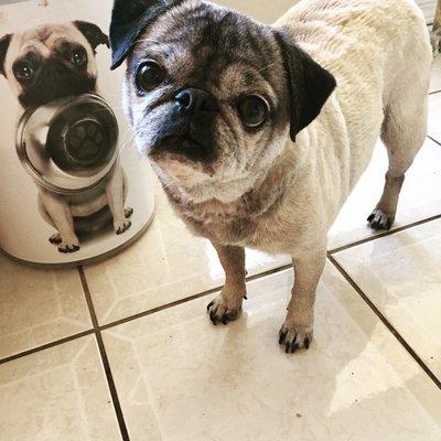 Puggysue and her mini me!