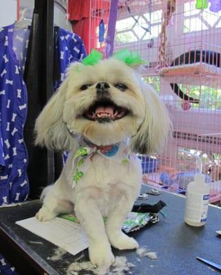 Layla always leaves our shop with a smile after her full groom!  She even sits still for us to add bows!