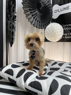 D'luxe Dog Pet Concierge & Boutique