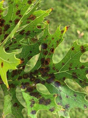 Black spot, anthracnose and just normal change with weather can look alike. Thankfully we were able to diagnose this Red Oak with blackspot.